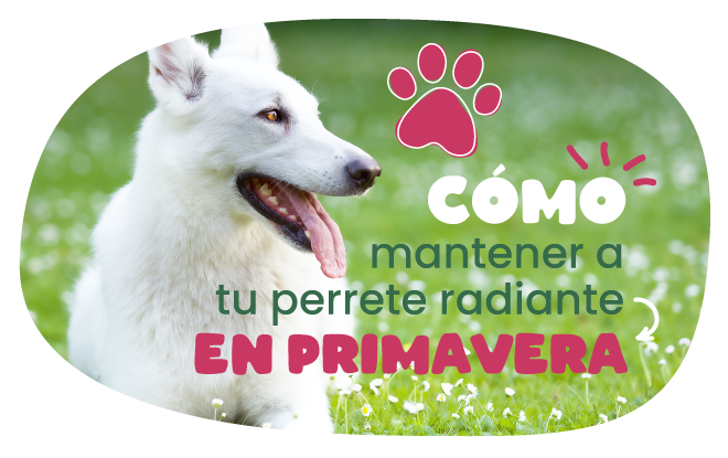 perros primavera pelo