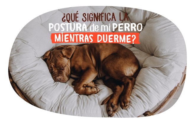 Incontinencia Urinaria Mi Cachorro Se Orina En Su Cama Porque Se